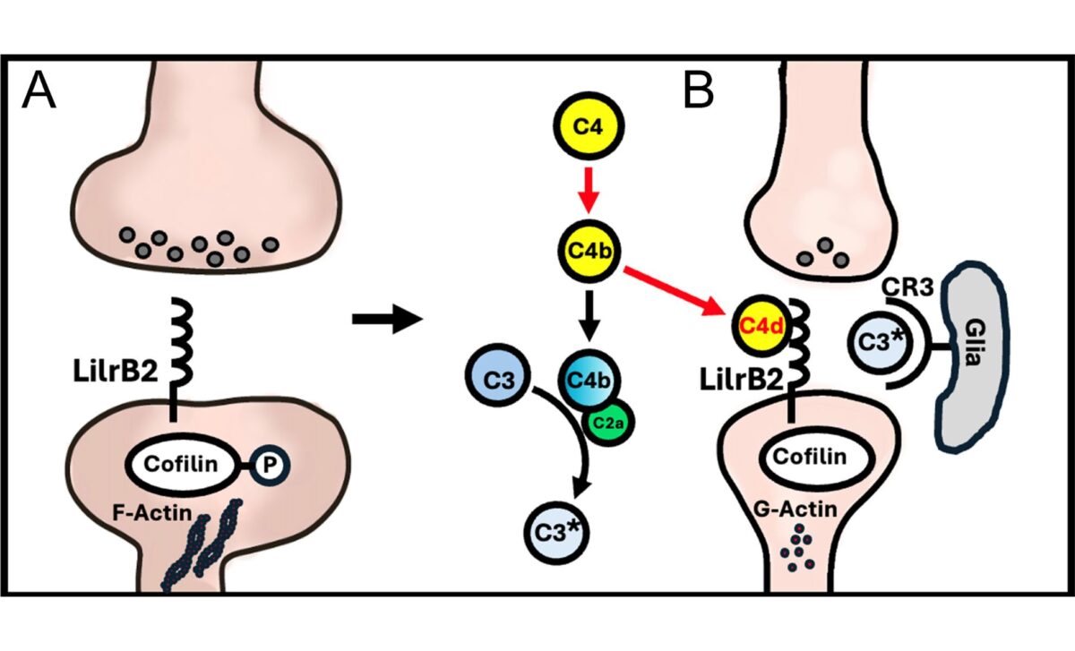 How C4d Triggers Synapse Loss Dual Pathway Model ©pnas
