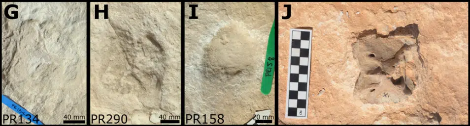  The Alathar paleolake sediments, footprints, and fossils. (G) Camelid forefoot (H) Camelid hindfoot. (I) Equid track, Hippipeda isp. (J) Bovid axis vertebra eroding out of the paleolake sediment. 