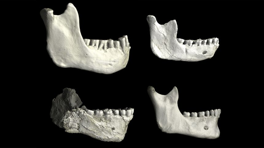 Four human jawbones are shown at the same scale for comparison. The upper left fossil is more than 1 million years old and was found in Algeria. The upper right fossil is from Thomas Quarry in Morocco. The lower left jawbone is Homo sapiens and is from Jebel Irhoud in Morocco, while the lower right fossil is a recent modern human jawbone.