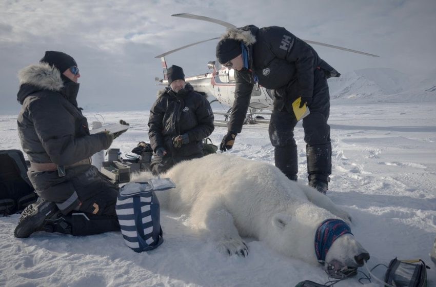  Scientists “quite surprised” to find one polar bear population thriving: “A fat bear is a healthy bear”