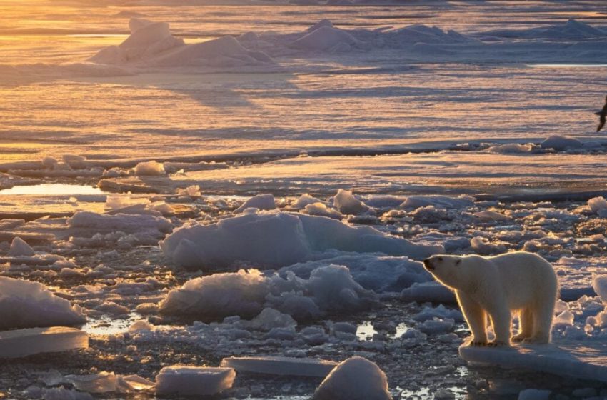  In a Sea of Melting Ice, These Polar Bears Are Doing Something Unexpected