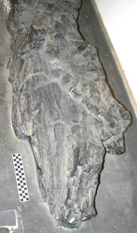 Prototaxites Fossil