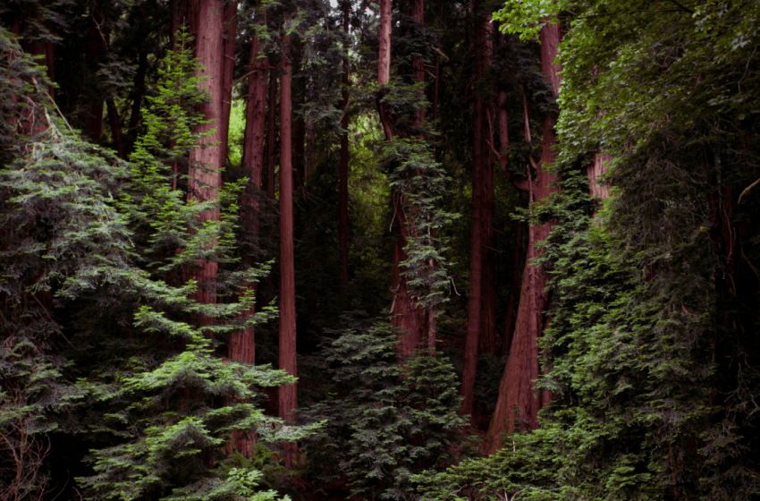  Rare Predator Thought to Be Extinct Spotted on Camera in California’s Remote Forests
