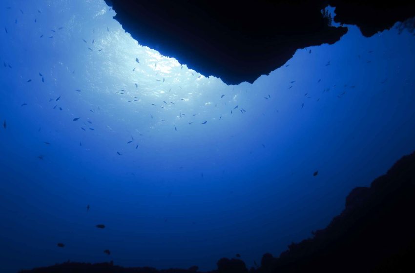  Human body blueprint traces back to a brainless sea anemone