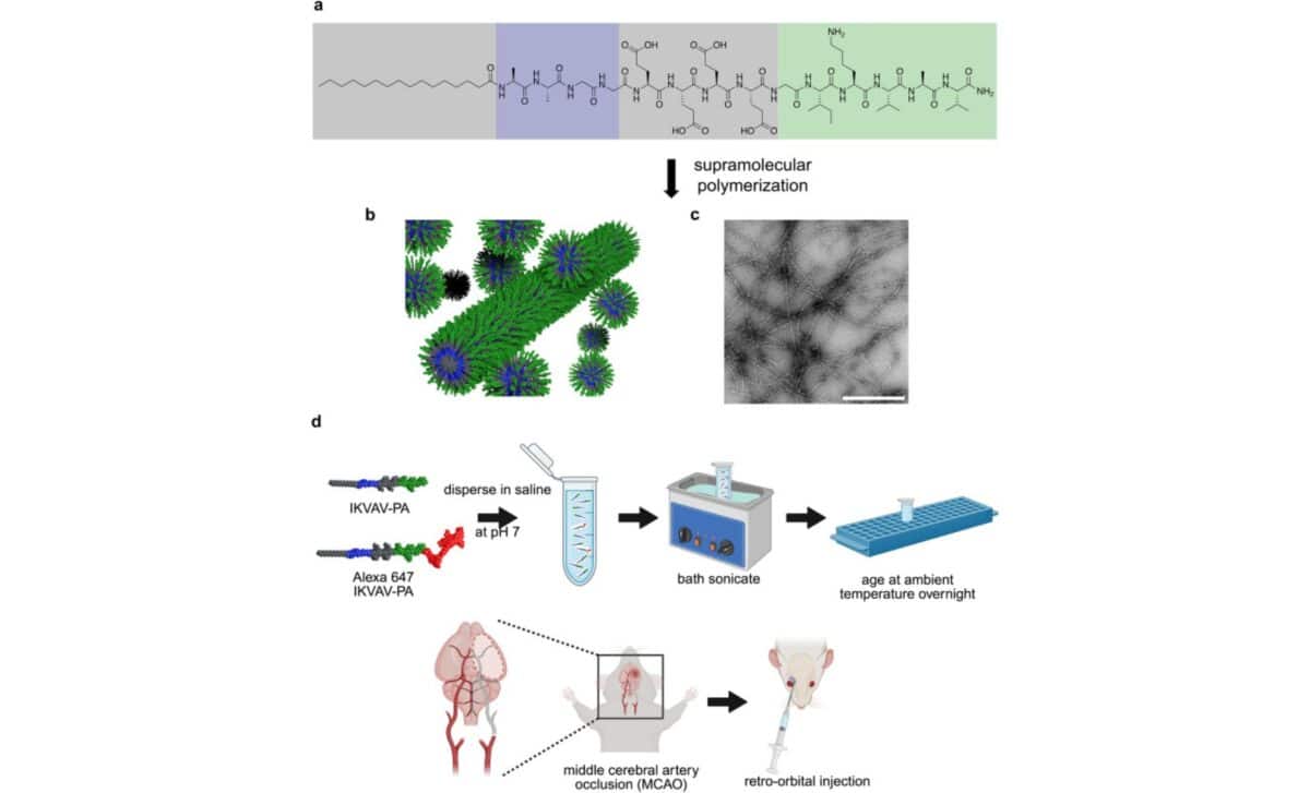 Structure And Assembly Of Ikvav Pa Peptides For Stroke Treatment. © Neurotherapeutics