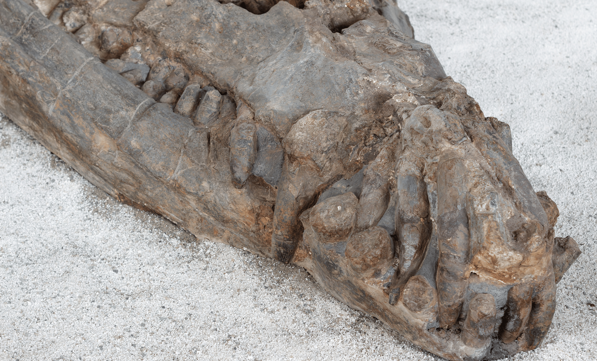  Massive Dinosaur Discovery in Texas Shakes Up Early Cretaceous History!