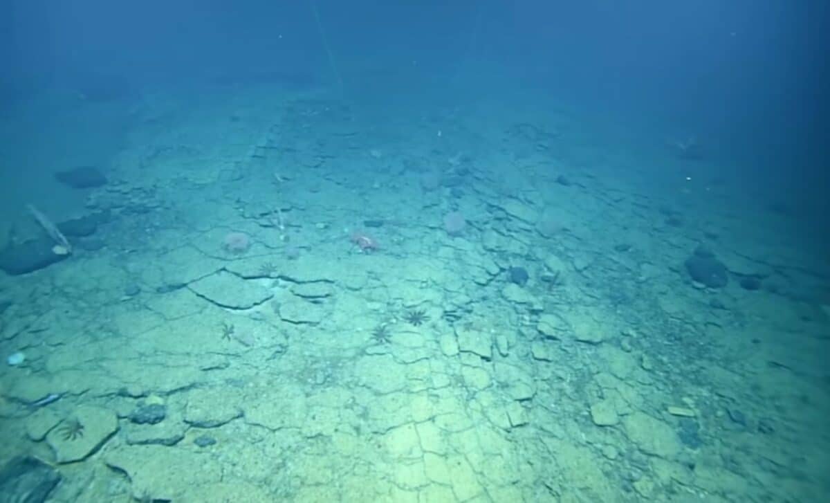 The 'yellow Brick Road' Of Liliʻuokalani Ridge Seamounts © Ev Nautilusyoutube