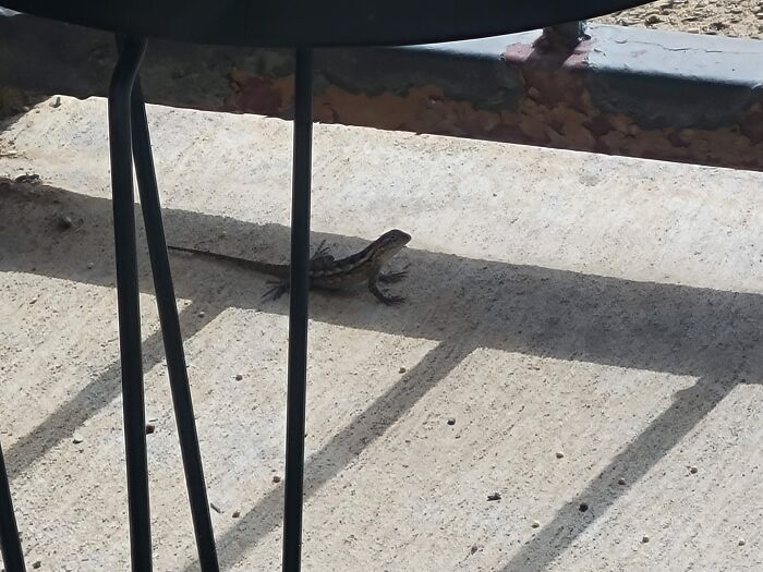 Small lizard resting in the shade on concrete, illustrating nature's quiet mysteries people would love to solve.