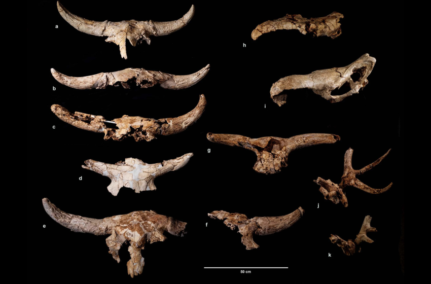  More than 43,000 years ago, Neanderthals spent centuries collecting animal skulls in a cave; but archaeologists aren’t sure why