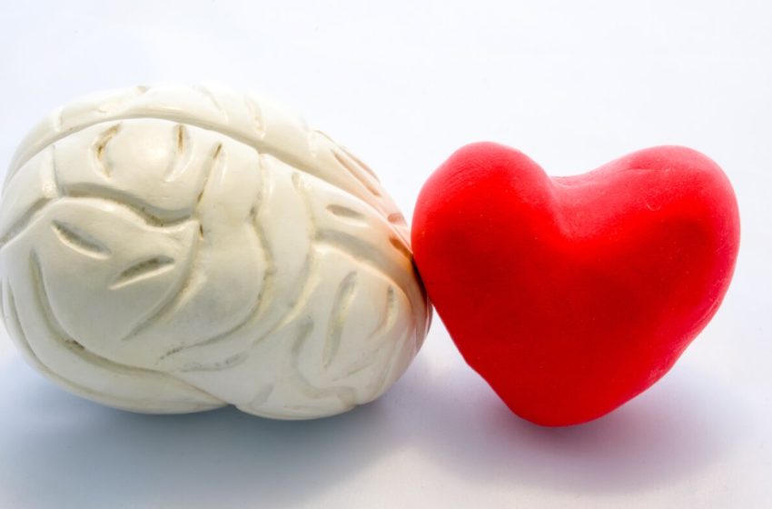 Scientists shed new light on the brain’s role in heart attack : NPR