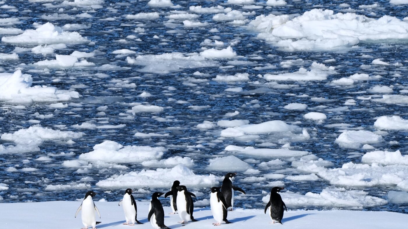  Researchers find Antarctic penguin breeding is heating up sooner : NPR