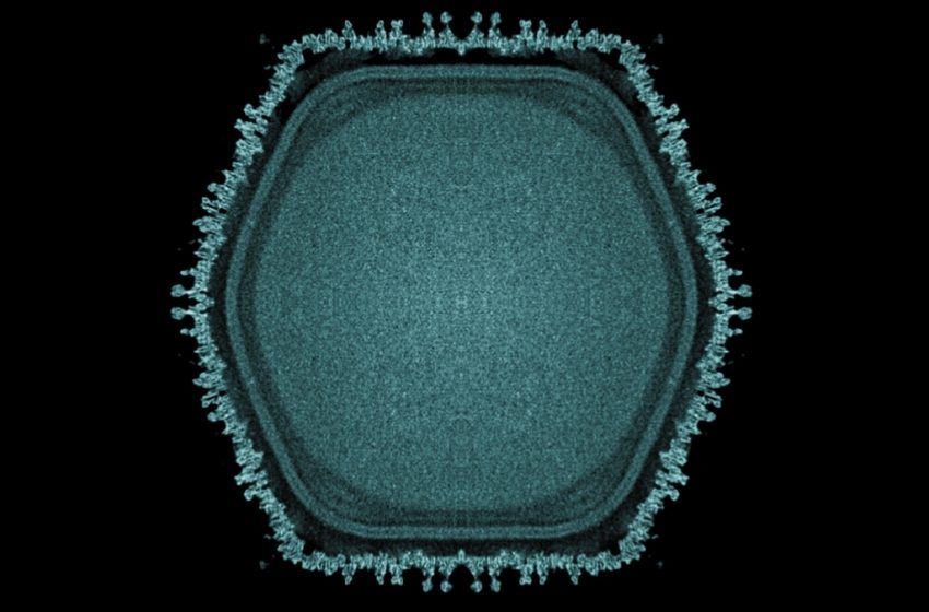  Giant Virus Discovered in Japanese Pond May Hint at Multicellular Life’s Origins : ScienceAlert