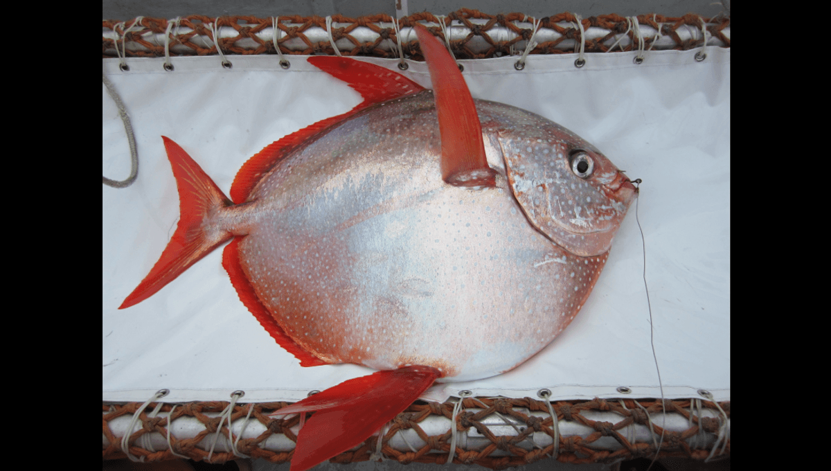 The “Opah” (Or Moonfish) Is The World’s Only Warm-Blooded Fish, Maintaining Body Heat 5°C Higher Than Its Environment