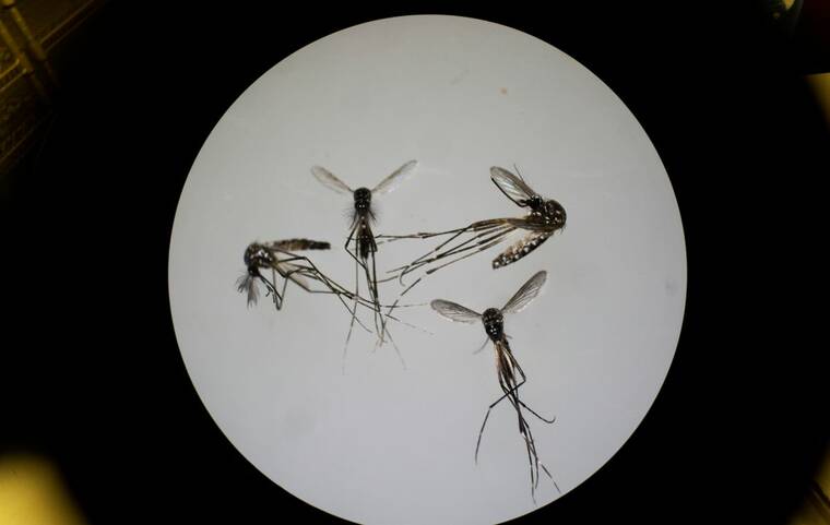  DOH reports travel-related Zika, dengue cases on Oahu