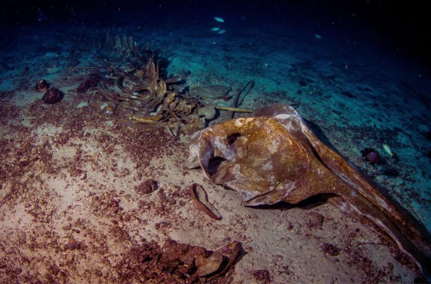  Something Strange Is Happening on the Seafloor, Scientists Watched for 10 Years and Saw Nothing