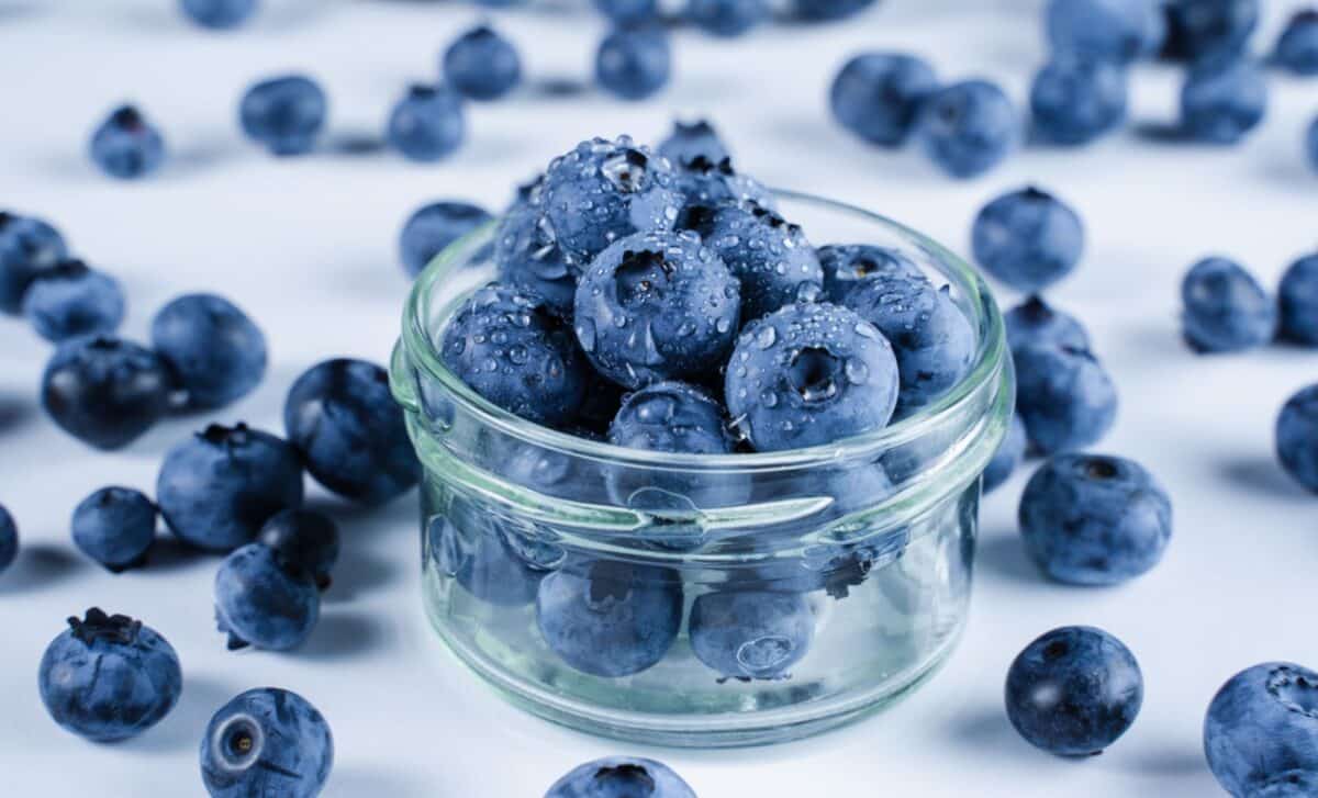 Wild Blueberries Boost Gut Health 6 Week Study Links Daily Intake To Rise In Bifidobacterium And Key Blood Metabolites. © Shutterstock