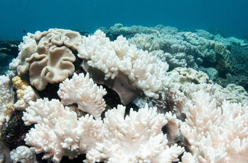  Three-year heatwave bleached 51% of planet’s coral reef
