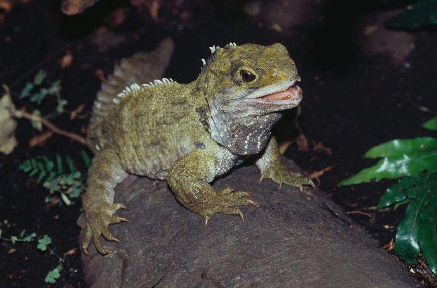  9 Animals From Prehistoric Times That Are Still Around Today