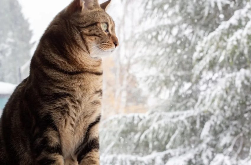  Mom Brings Snow Inside for Her Disabled Cat to Enjoy, and It’s Giving People All the Feelings