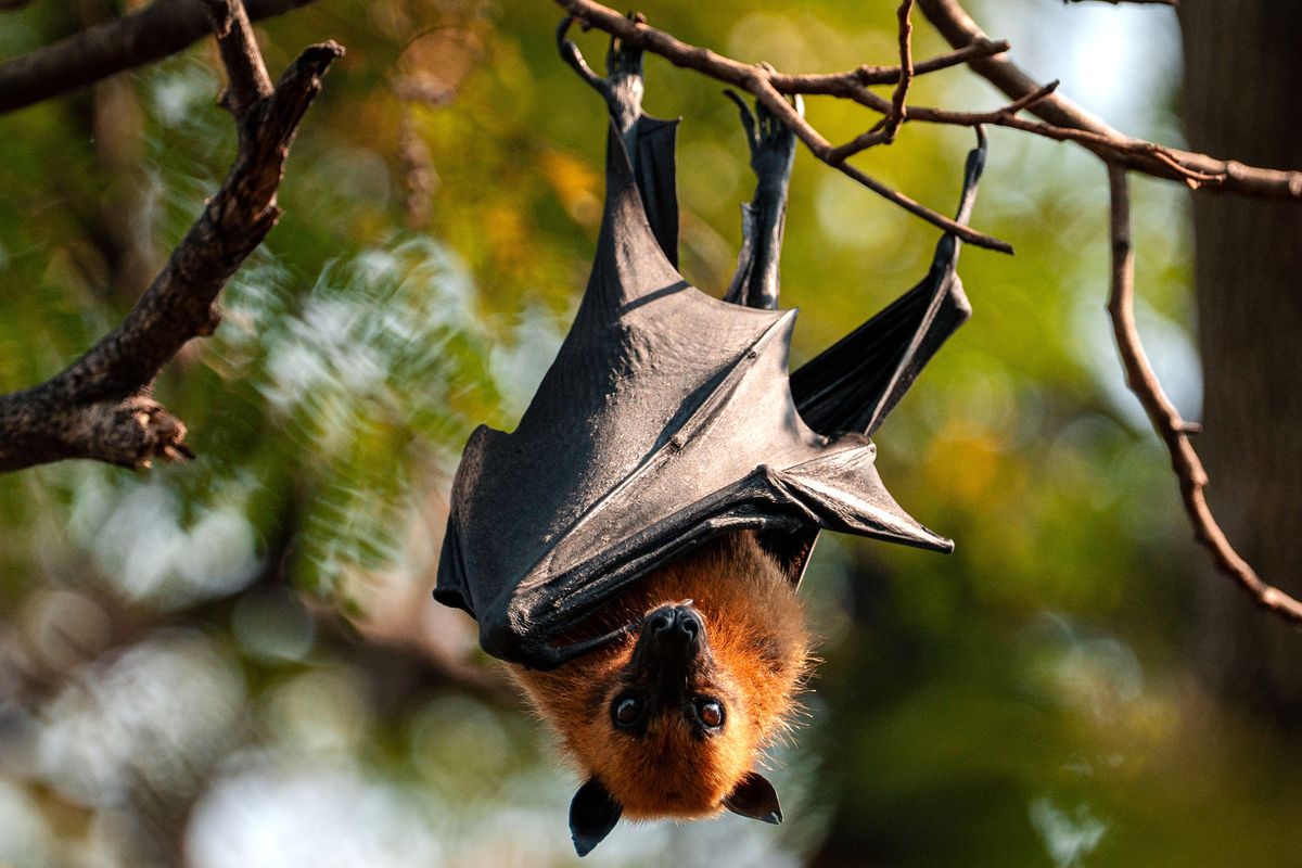 A photo of a fruit bat
