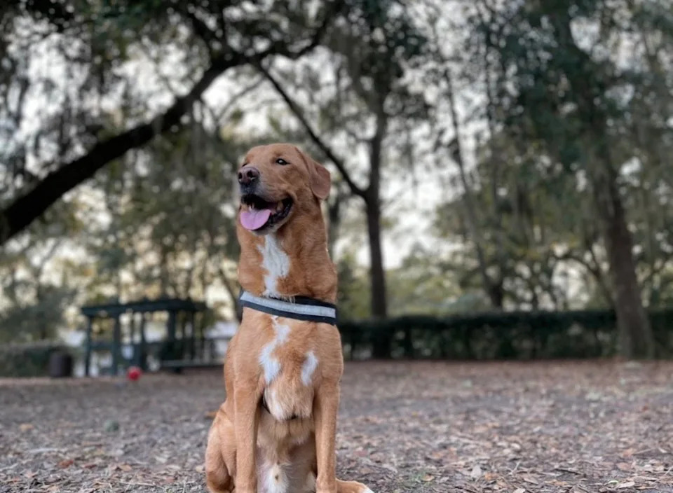 Johnson noticed her dog, Ceto, a Labrador and retriever mix, started acting “anxious” and “whimpering” around her, but didn’t know the cause. Chase Johnson/Cleveland Clinic / SWNS