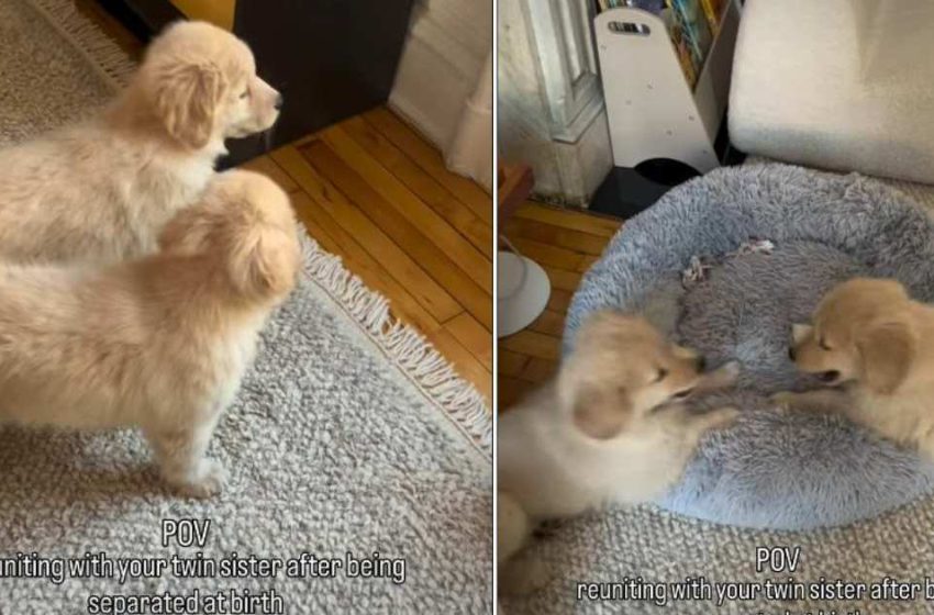  Golden Retriever Siblings Separated at Birth Reunite in Cute Video