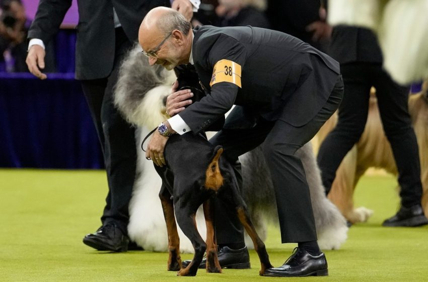 This Good Girl Just Won Best in Show at Westminster