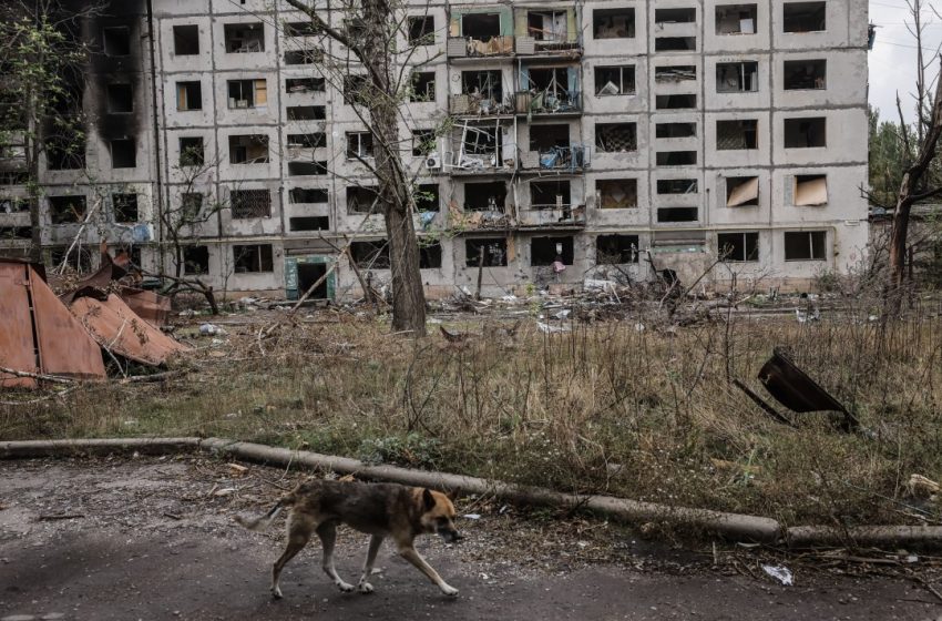  War in Ukraine Exposes Natural Selection in Dogs