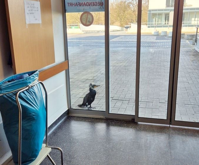  Injured Seabird Goes to ER, Pecks on Door