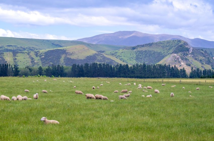  Americans Are Scooping Up New Zealand’s ‘Golden Visas’