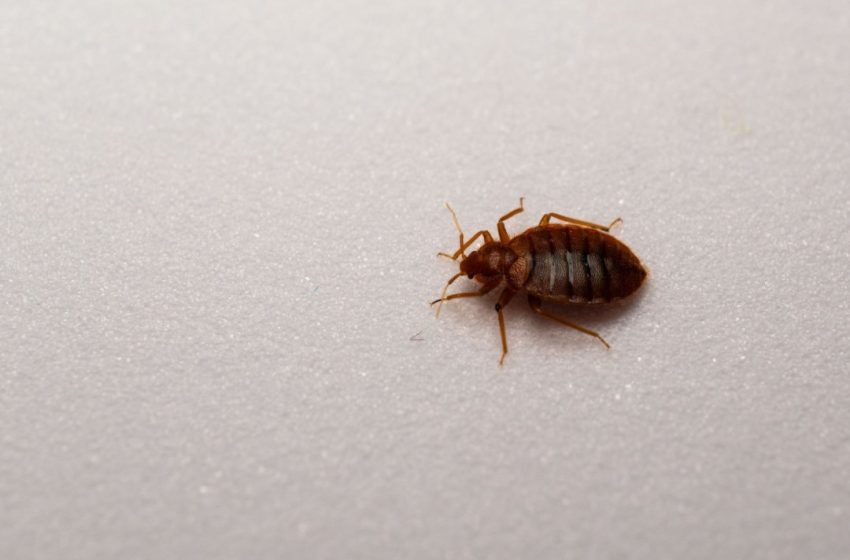  Scientists Discover What Terrifies Bedbugs