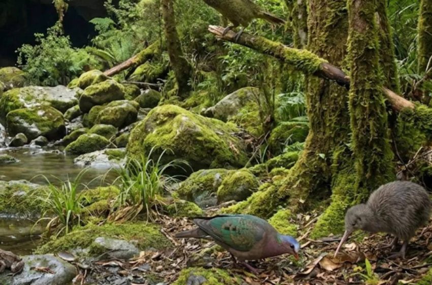  ‘Long lost cave in New Zealand’ reveals million-year-old wildlife, extinct birds, and a Kākāpō ancestor | World News