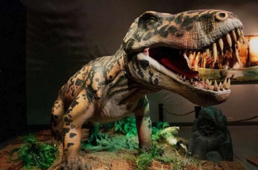  Museum of Idaho launches new exhibit exploring ‘Life Before Dinosaurs’