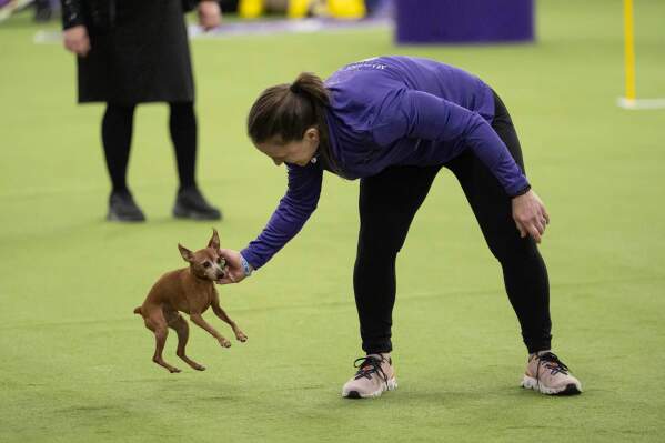 A dog waits to compete in the Masters Agility Championship Finals at the 150th Westminster Kennel Club Dog show, Saturday, Jan. 31, 2026, at the in New York. (AP Photo/Yuki Iwamura)