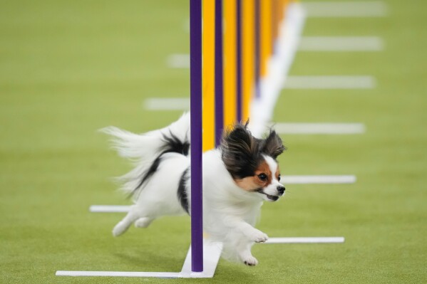 A papillon dog competes in the Masters Agility Championship Finals at the 150th Westminster Kennel Club Dog show, Saturday, Jan. 31, 2026, in New York. (AP Photo/Yuki Iwamura)