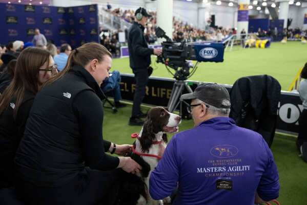 English Springer Spaniel dog looks at a handler during the Masters Agility Championship Finals at the 150th Westminster Kennel Club Dog show, Saturday, Jan. 31, 2026, at the in New York. (AP Photo/Yuki Iwamura)