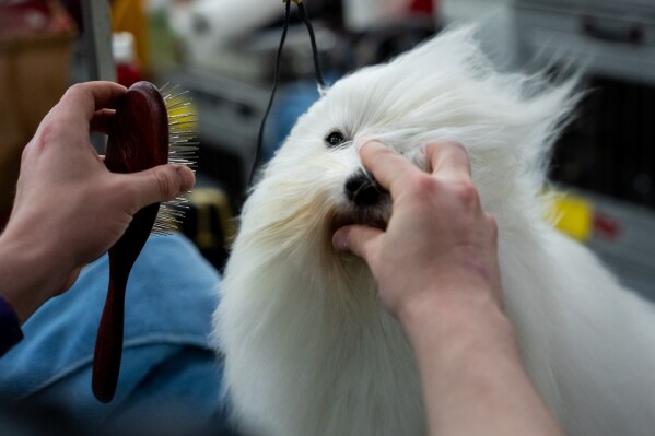 A groomer prepares their dog at the 150th Westminster Kennel Club Dog Show, Monday, Feb. 2, 2026, in New York. (AP Photo/Angelina Katsanis)