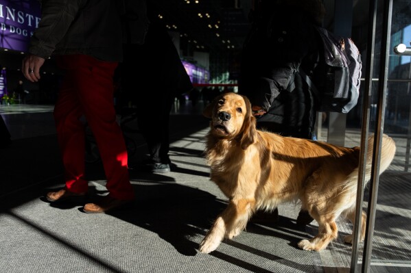 A show dog arrives at the 150th Westminster Kennel Club Dog Show, Monday, Feb. 2, 2026, in New York. (AP Photo/Angelina Katsanis)
