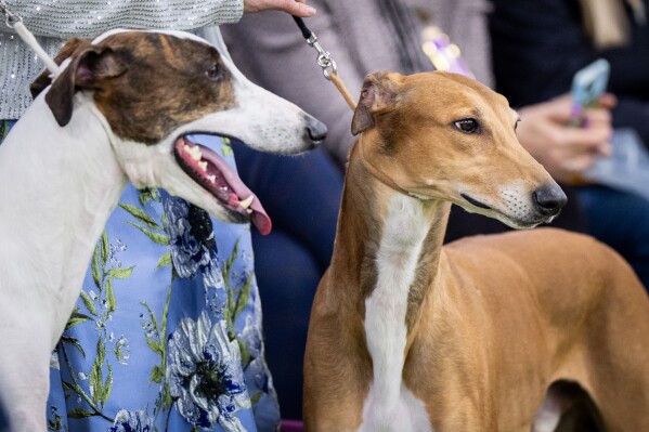 Dogs prepare to walk through the demo ring during the 150th Westminster Kennel Club Dog Show, Monday, Feb. 2, 2026, in New York. (AP Photo/Angelina Katsanis)