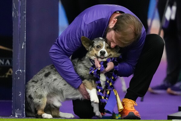 Handler hugs a dog at the 150th Westminster Kennel Club Dog show, Saturday, Jan. 31, 2026, at the in New York. (AP Photo/Yuki Iwamura)
