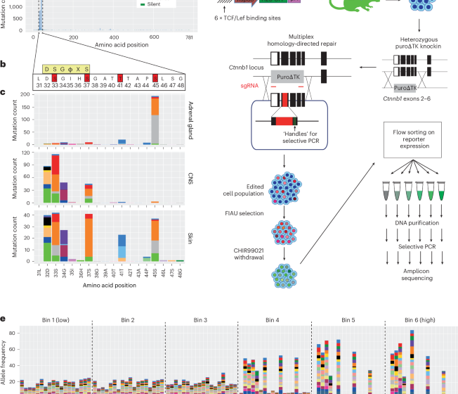  Mutational scanning reveals oncogenic CTNNB1 mutations have diverse effects on signaling