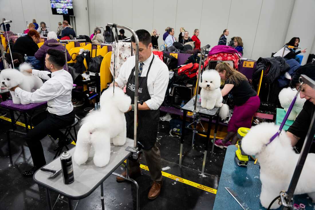At least five Bichon Frises, which are small puffy white dogs, are on tables being groomed by people backstage.