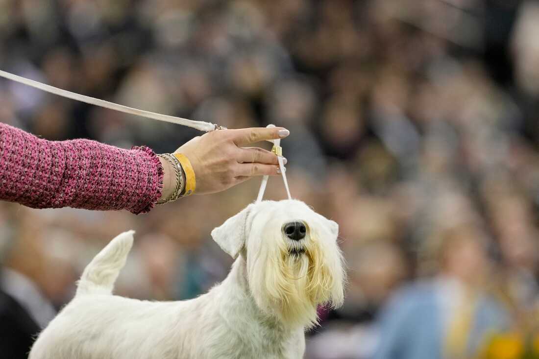 Faith, a Sealyham terrier, which is a small white dog with a long beard that covers its eyes, competes in the terrier group.