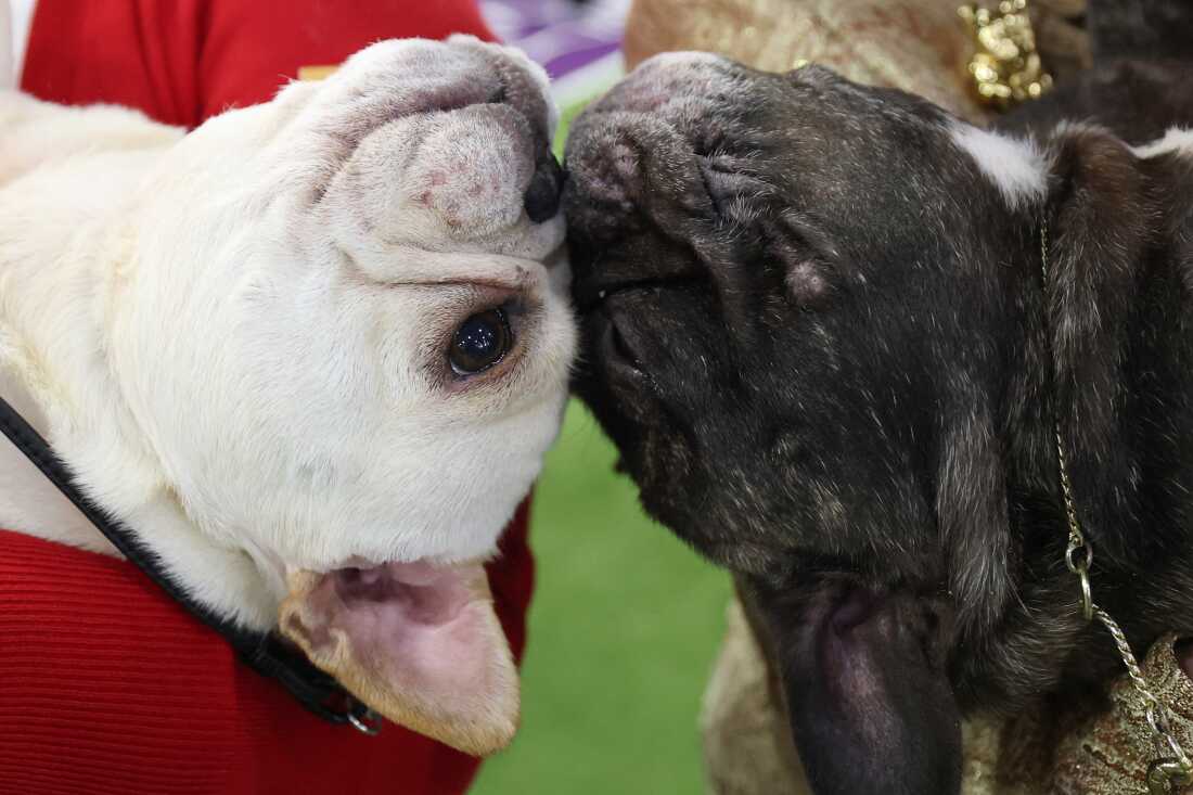 Two French Bulldogs are held by in the arms of their owners. They are each on their back and their noses are touching. One is white and the other is black and brown.