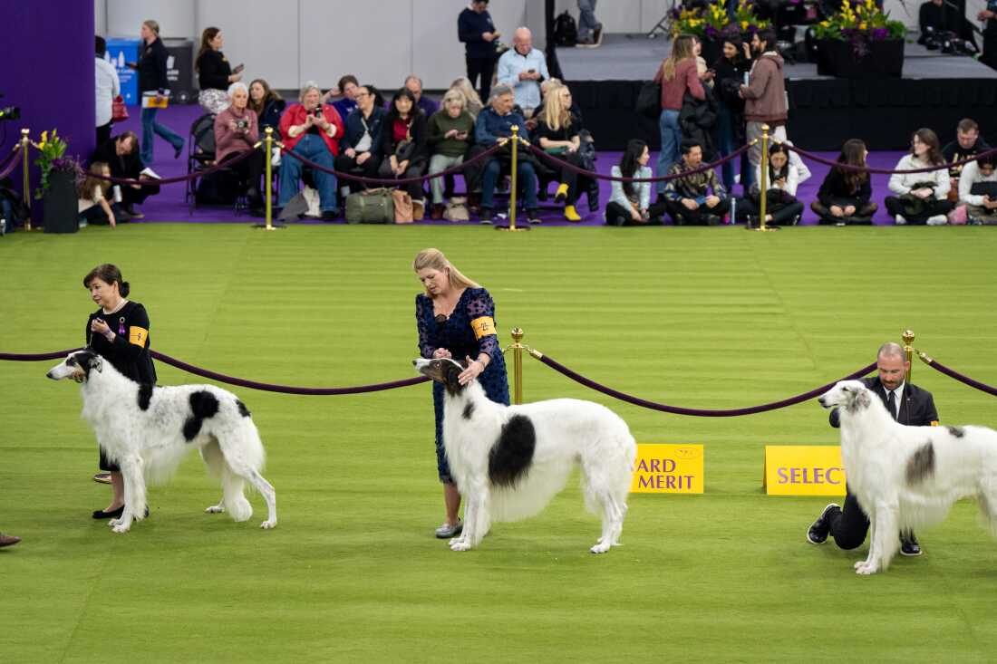 Three handlers stand with their borzois, which are tall, slender dogs with long white fur and large black spots, in the demo ring. 
