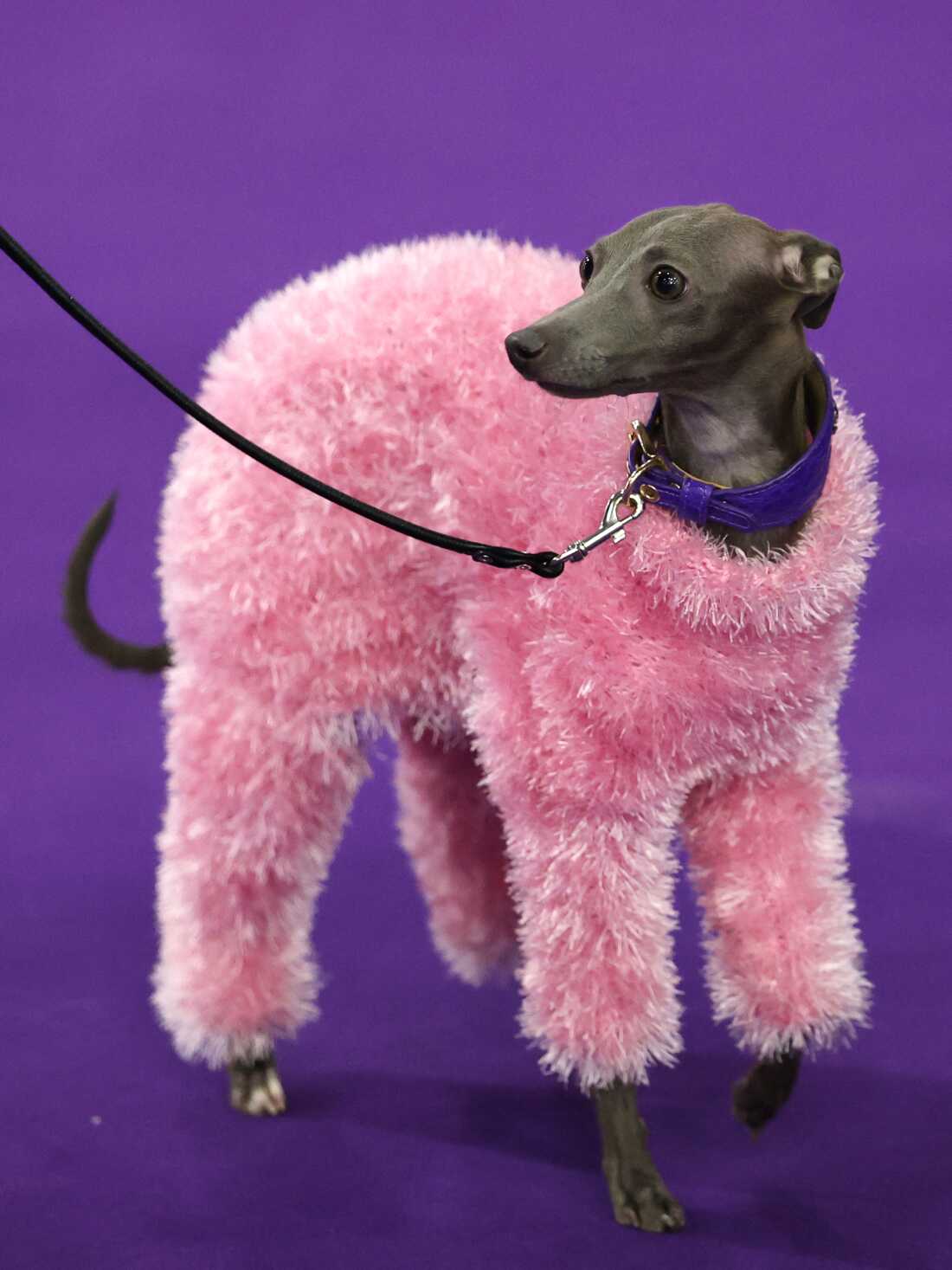 A medium sized gray dog wears an ankle-length pink fluffy sweater in the benching area.