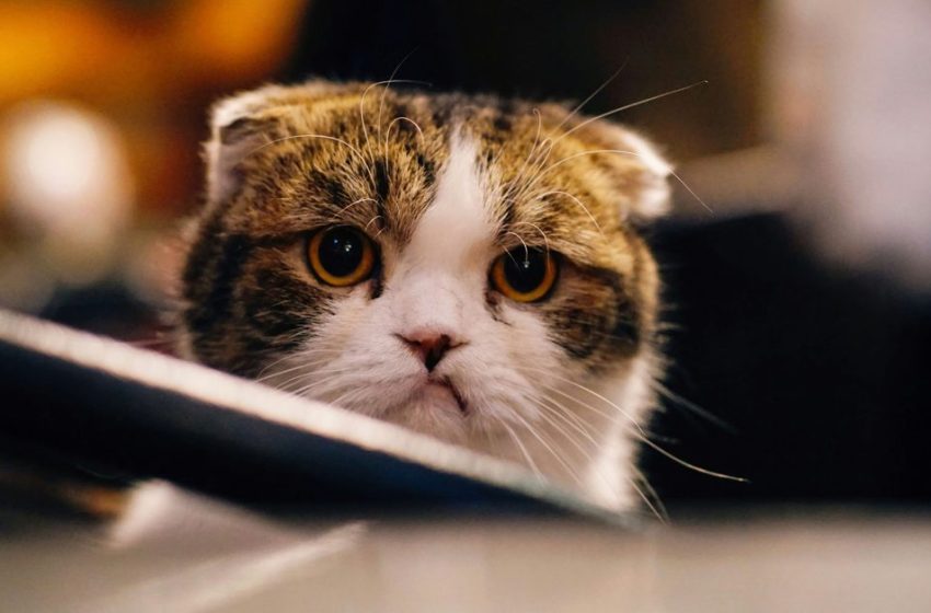  iOS 26.2.1 causing crashes, freezes, and more for some users