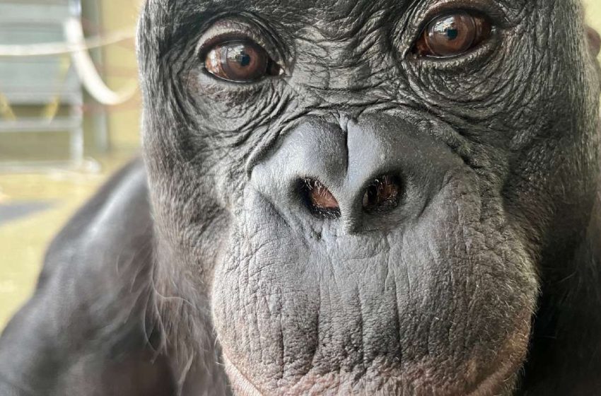  Can apes play pretend? Scientists use an imaginary tea party to find out