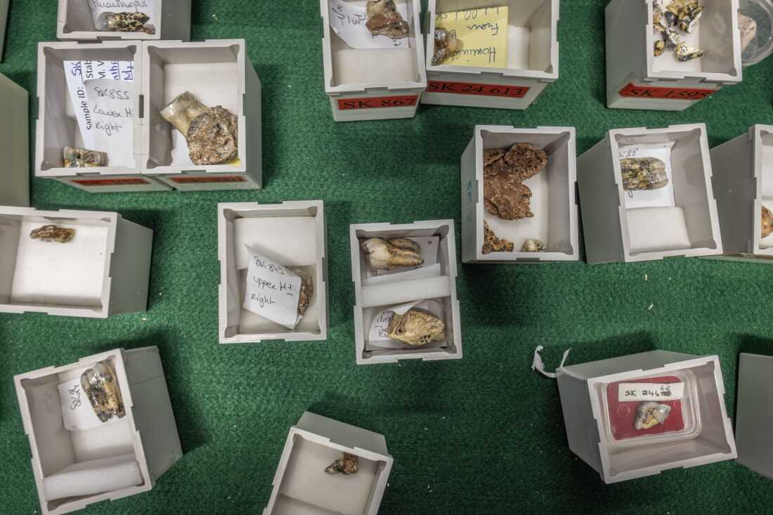 Fossilised teeth found at the Cradle of Humankind paleoanthropological site are seen in a drawer in a vault at the Ditsong National Museum of Natural History in Pretoria, South Africa.
