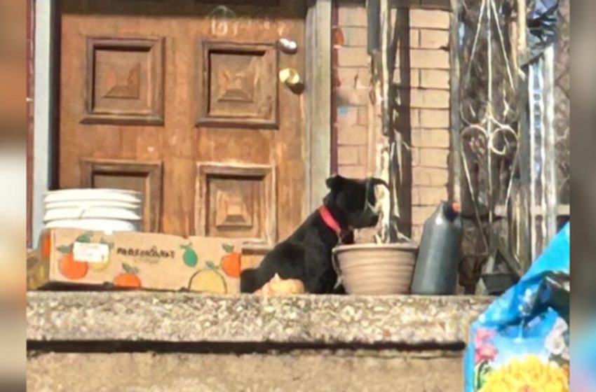  Shivering Dog Locked Out Of House Sits On Her Babies To Keep Them Warm